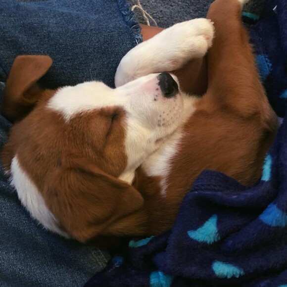 Bruna Marquezine impressiona por evolução de crescimento de cachorro