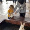 Filhos de Patricia Abravanel, Senor (2 anos) e Pedro (de 6), brincaram com coelhos em fazenda