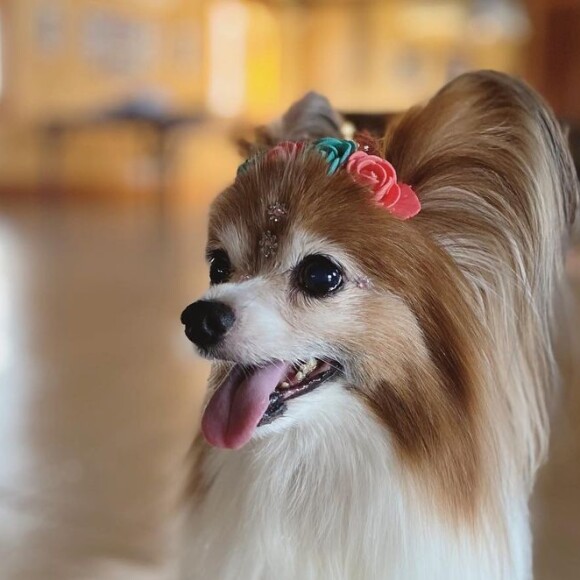 Zelda, cachorrinha de Sandy e Lucas Lima, teve dois tumores nos últimos oito meses