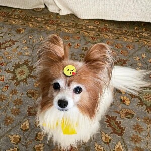 Lucas Lima enaltece Sandy após cuidados com Zelda, cachorrinha que morreu: 'Ela teria ido embora há tempos se não fosse a Sandynha'