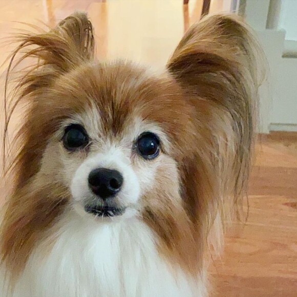 Lucas Lima sobre Zelda, cachorrinha da família que morreu: 'Dividiu com a gente todo o nosso processo de virar um casal de verdade e depois de virar uma família'