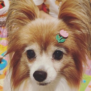 Zelda, cachorrinha de Sandy e Lucas Lima, fazia sucesso nas redes sociais com lacinhos diferentes