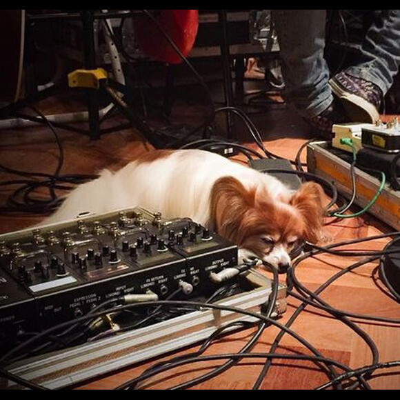 Zelda, cachorra de Sandy e Lucas Lima, morreu após ter dois tumores