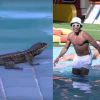 'BBB 22': lagarto aparece próximo à piscina da casa, cai na água e é salvo por Paulo André e Douglas
