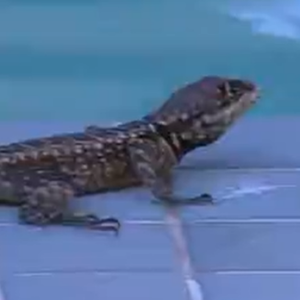 'BBB 22': um lagarto estava 'passeando' pela borda da piscina da casa e acabou caindo na água