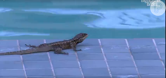 'BBB 22': um lagarto estava 'passeando' pela borda da piscina da casa e acabou caindo na água