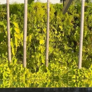 Casa de Marina Ruy Barbosa conta com uma ampla área externa com piscina e muita natureza