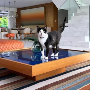 Casa de Marina Ruy Barbosa: gato da atriz virou modelo ao posar para foto
