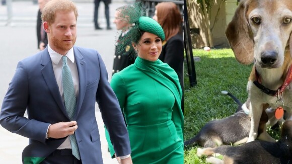 Meghan Markle e príncipe Harry aumentam a família: abrigo revela adoção. Aos detalhes!