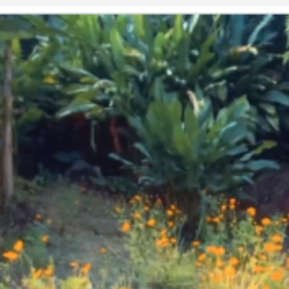 Igor Rickli exibiu pela primeira vez imagens do terreno onde a casa da família será construída