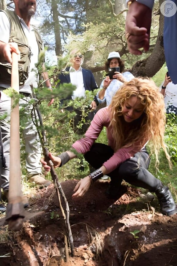 Árvore resgatada por Shakira durante mudança foi plantada no Líbano, onde sua avó nasceu
