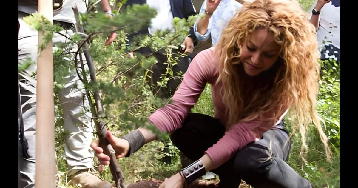 Árvore resgatada por Shakira durante mudança foi plantada no Líbano