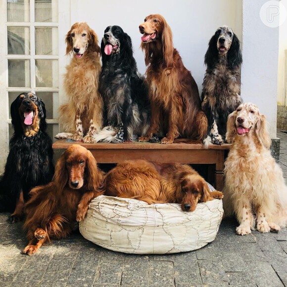 Familiares deconfiaram do sumiço de Jeff Machado após os cachorros do ator serem soltos por Bruno