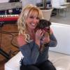 Britney Spears abriu conta no Twiter para a sua cadelinha Hannah em novembro de 2012