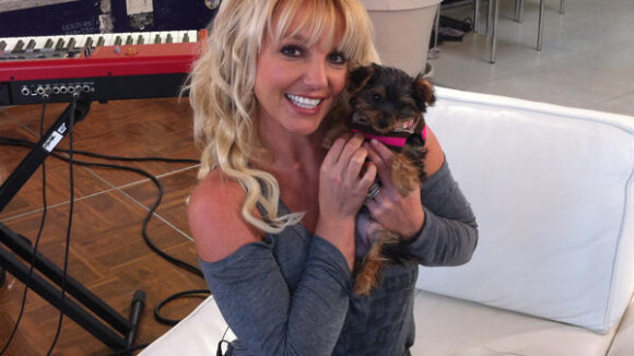 Britney Spears abre Twitter para sua nova cadelinha, já com 10 mil seguidores