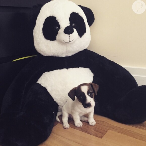 Alexandre Pato apresenta o novo cachorrinho Panda