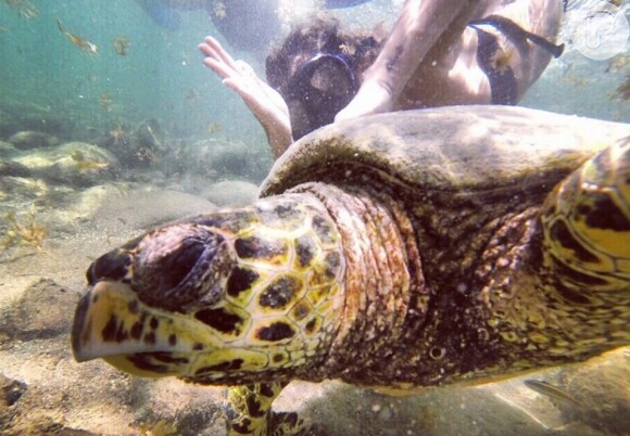 Em Fernando de Noronha, Deborah Secco nadou com uma enorme tartaruga