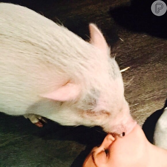 Sem medo de ser feliz, Miley Cyrus recebeu um beijo do porquinho e não temeu em postar o registro na rede social