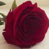Os rumores do affair entre Leone e Itié começaram quando a atriz compartilhou a foto de uma rosa vermelha em seu Instagram com a legenda 'Gracias, Gabriel'