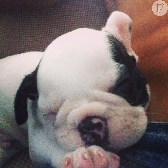 Ivete Sangalo ganhou um novo membro em sua família: seu marido Daniel Cady postou a foto de um cãozinho em seu Instagram