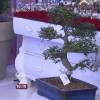 Roberto Carlos ganhou de Ana Maria Braga um bonsai