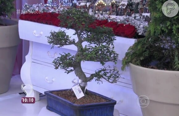 Roberto Carlos ganhou de Ana Maria Braga um bonsai