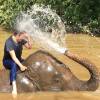 Fábio Porchat faz foto sentado em um elefante na Tailândia durante as férias
