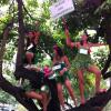 As integrantes do Bloco das Trepadeiras saem no Carnaval do Rio vestidas como plantas