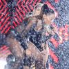 Anitta encara forte chuva no Rio de Janeiro em palco de show