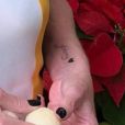 Ana maria faz tatuagem Novo Namorado De Ana Maria Braga E Homenageado Com Tatuagem Pela Apresentadora Veja Purepeople