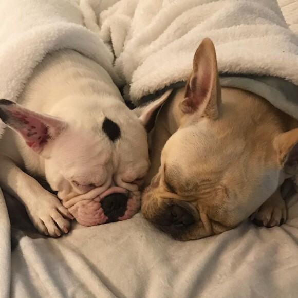 Pets de Sthefany Brito, London e Montalcino dormem juntos