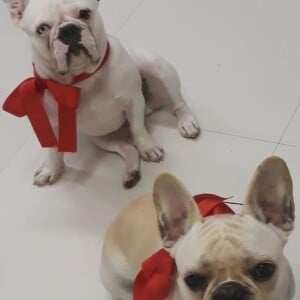 Cachorros de Sthefany Brito roubam a cena em foto na web