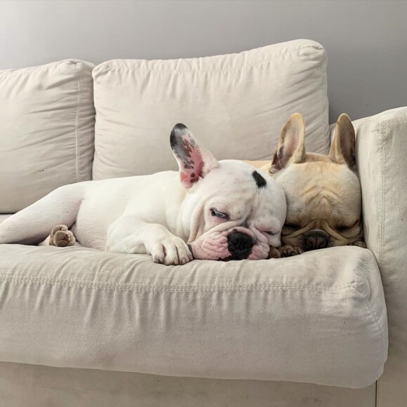 London e Montalcino, pets de Sthefany Brito, compartilham a mesma cama