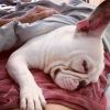 Pet de Sthefany Brito dorme com pata na barriga de gravidez da atriz