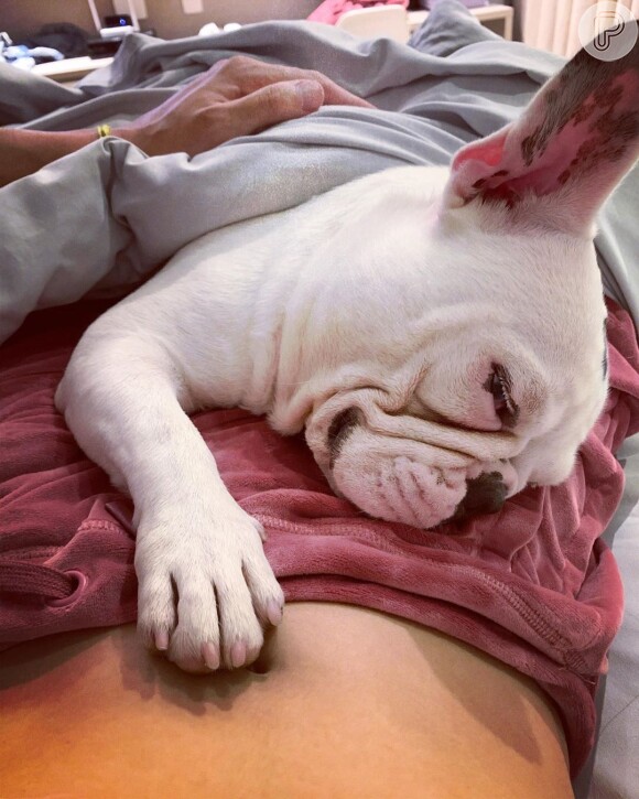 Pet de Sthefany Brito dorme com pata na barriga de gravidez da atriz