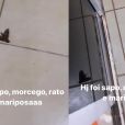 Virgínia Fonseca, grávida, lista animais encontrados na fazenda de Leonardo em viagem com a família
