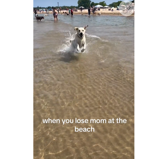 Labrador viraliza por felicidade ao avistar a dona em praia