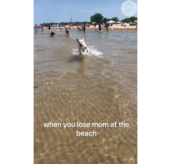 Cachorro corre em direção à dona