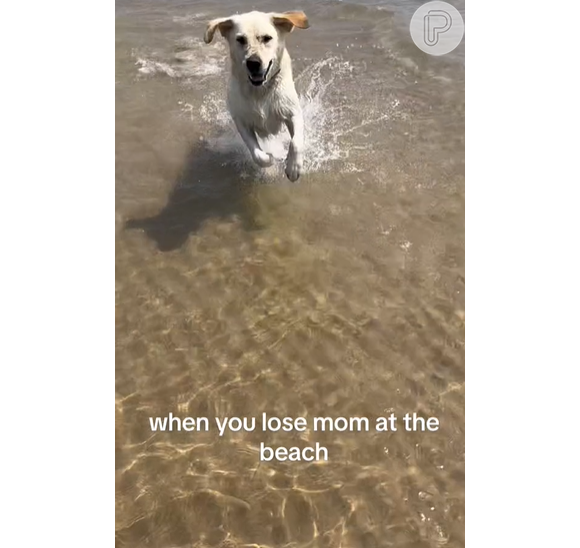 Mais de 1.4 milhões de curtidas foram deixadas em vídeo de labrador encontrando a dona na praia