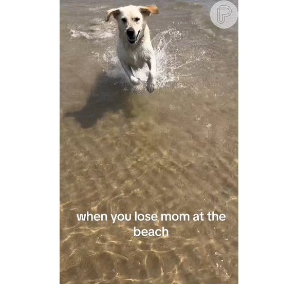 Vídeo de cachorro que achou ter sido abandonado na praia soma 6.4 milhões de visualizações