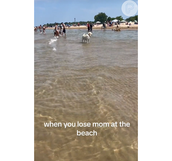 O labrador Sligo procurou sua dona pela praia ao achar que havia sido abandonado