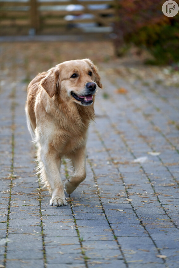 Segundo a ciência, cachorros tendem a acreditar que foram abandonados toda vez que são deixados sozinhos