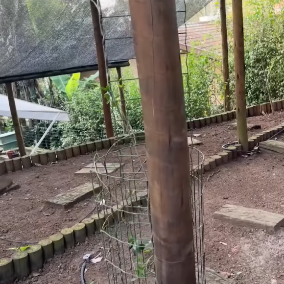 Viih Tube e Eliezer, pais de Lua, mostram horta de nova mansão