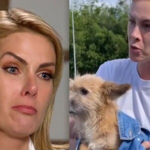 Cachorro de Ana Hickmann que a defendeu de Alexandre Correa, Joaquim foi parar na família contra vontade do empresário