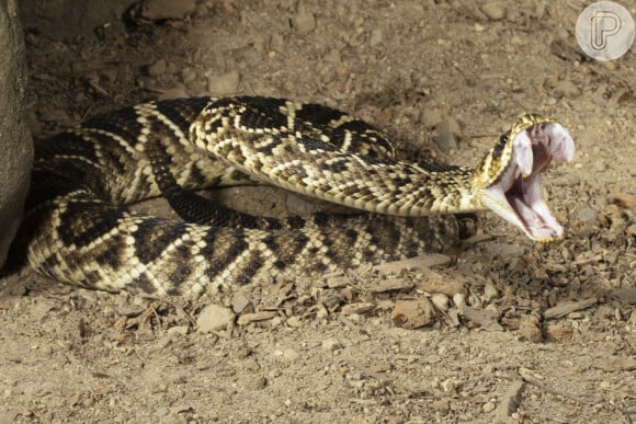 Sonhar com cobra: o que significa e como interpretar corretamente