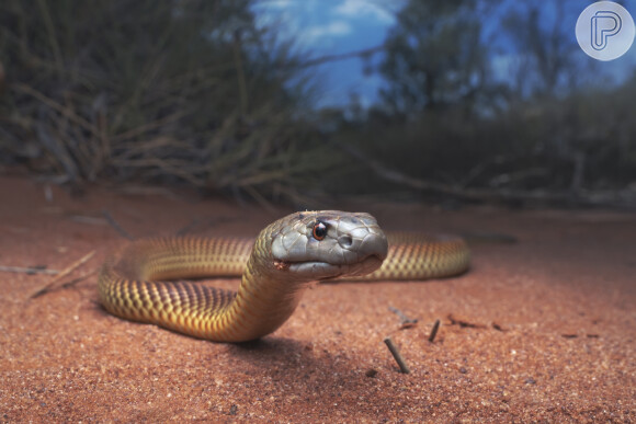 Quando você sonha com uma cobra enrolada no pescoço, é sinal de que sua vida sexual merece ser melhor explorada
 