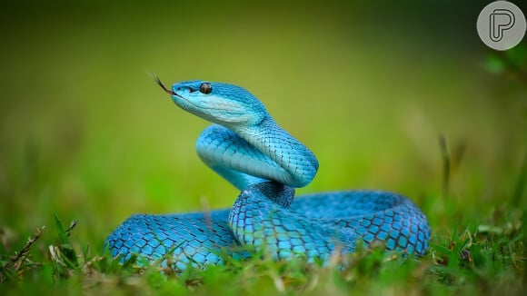 Se uma cobra está atacando ou dando o bote no sonho, significa que instintos e reações mais violentas estão aflorados