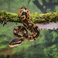 Sonhar com cobra: o que significa e como interpretar corretamente