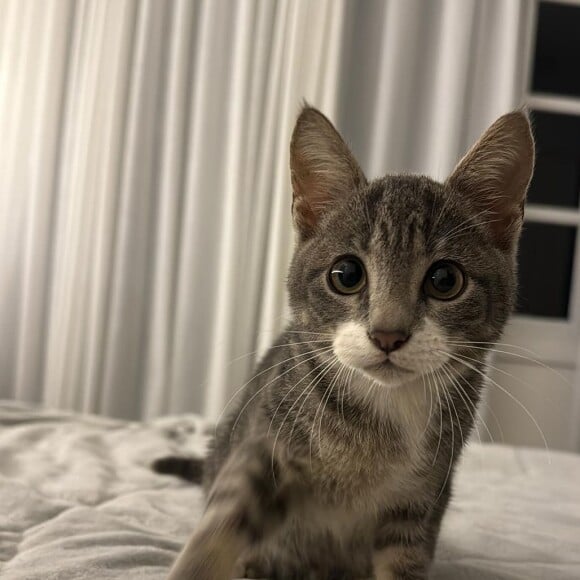 Luísa Sonza resgatou uma gatinha das enchentes no Rio Grande do Sul