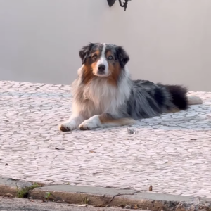 Kaká Diniz ainda mostrou Jack, seu 'cachorro fujão', e pediu para ele não fugir para 'não dar mídia para quem está atrás de voto'